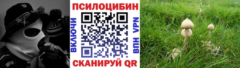 Псилоцибиновые грибы Psilocybe  Западная Двина 